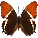  Rusty-tipped Page - Siproeta epaphus icon